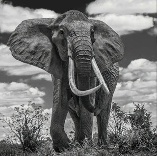 David Yarrow, Tsavo East, 2017 contemporary Print by the British Artist.