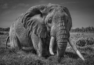David Yarrow, The Pirate, 2020 contemporary Print by the British Artist.