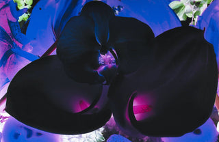 Marc Quinn, At the Far Edges of the Universe #6, 2010 contemporary Print by the British Artist.