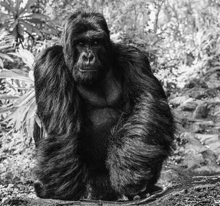 David Yarrow, The Kings Road, 2020 contemporary Print by the British Artist.