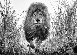 David Yarrow, Fully Engaged, 2022 contemporary Print by the British Artist.