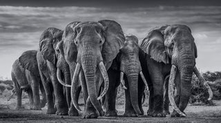 David Yarrow, The Pack, 2019 contemporary Print by the British Artist.