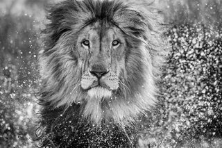 David Yarrow, Waterworld, 2023 contemporary Print by the British Artist.