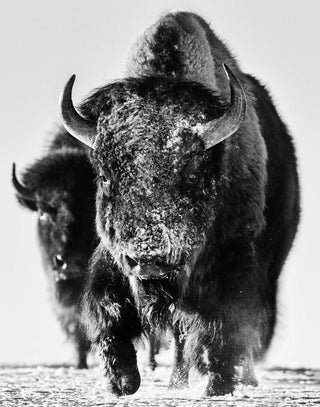 David Yarrow, Snow Monster, 2023 contemporary Print by the British Artist.
