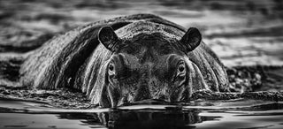David Yarrow, The Last Dance, 2020 contemporary Works on Paper by the British Artist.