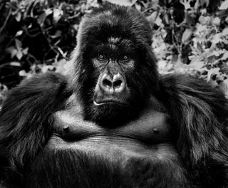 David Yarrow, King Kong, 2011 contemporary Works on Paper by the British Artist.