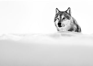 David Yarrow, Focused Wolf, 2015 contemporary Print by the British Artist.
