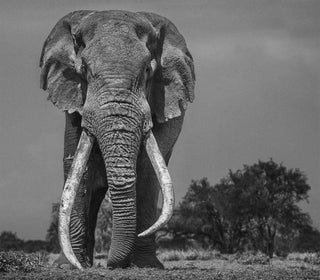 David Yarrow, Colossuss, 2018 contemporary Print by the British Artist.