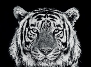 David Yarrow, Rajasthan, 2019 contemporary Print by the British Artist.