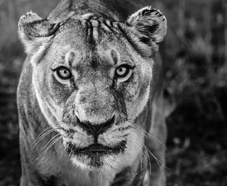 David Yarrow, Nala, 2019 contemporary Print by the British Artist.