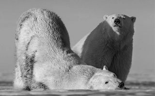 David Yarrow, Monday Morning, 2016 contemporary Print by the British Artist.