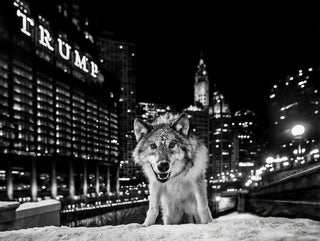 David Yarrow, It's Only a Matter of Time, 2016 contemporary Print by the British Artist.