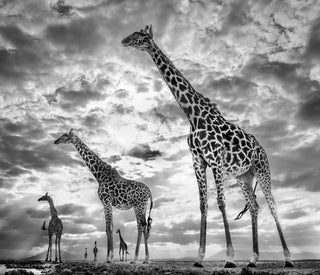 David Yarrow, Keeping Up With the Crouches, 2019 contemporary Print by the British Artist.