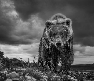 David Yarrow, Funnel Creek, 2017 contemporary Print by the British Artist.
