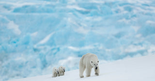 David Yarrow, The New Kids On The Block, 2022 contemporary Print by the British Artist.