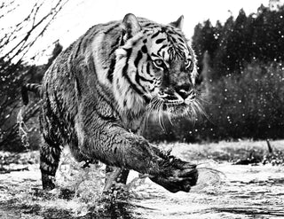 David Yarrow, Mystic River, 2015 contemporary Print by the British Artist.