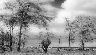 David Yarrow, The Fairytale, 2017 contemporary Print by the British Artist.