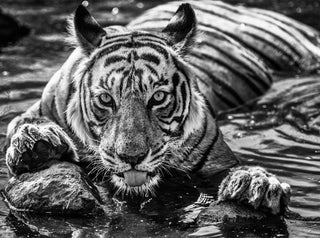 David Yarrow, Queen of Ranthambore, 2018 contemporary Print by the British Artist.