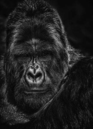 David Yarrow, The Thinker, 2013 contemporary Print by the British Artist.
