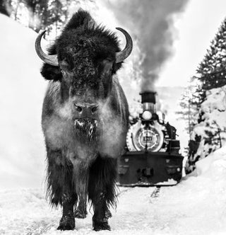 David Yarrow, I Walk The Line, 2024 contemporary Print by the British Artist.