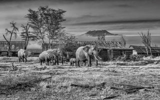 David Yarrow, After Man, 2020 contemporary Print by the British Artist.