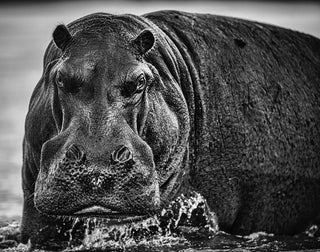 David Yarrow, Balls, 2020 contemporary Print by the British Artist.