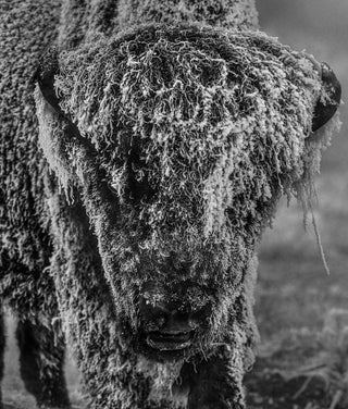 David Yarrow, 25 Degrees Below, 2026 contemporary Print by the British Artist.