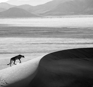 David Yarrow, Prowl, 2013 contemporary Print by the British Artist.