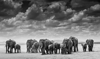David Yarrow, The Crossing, 2017 contemporary Print by the British Artist.