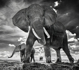 David Yarrow, The Untouchables II, 2017 contemporary Print by the British Artist.