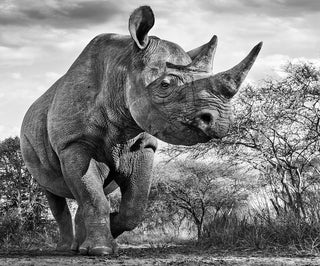 David Yarrow, The Departed, 2015 contemporary Print by the British Artist.