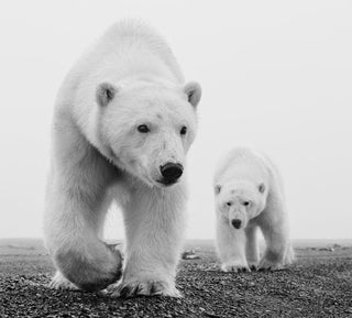 David Yarrow, Kaktovik, 2015 contemporary Print by the British Artist.