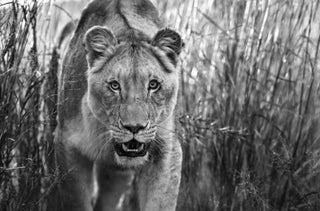 David Yarrow, Designated Survivor, 2018 contemporary Print by the British Artist.