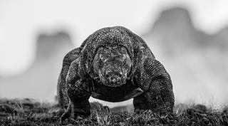 David Yarrow, The Dragon's Den, 2024 contemporary Print by the British Artist.