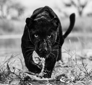 David Yarrow, Marvel, 2022 contemporary Print by the British Artist.