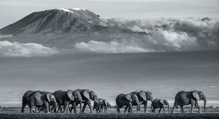 David Yarrow, Walk the Line II, 2019 contemporary Print by the British Artist.