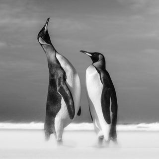 David Yarrow, All You Need is Love, 2018 contemporary Print by the British Artist.