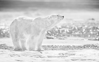 David Yarrow, The Emperor of the North, 2017 contemporary Print by the British Artist.