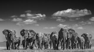 David Yarrow, Elephant Uprising, 2016 contemporary Print by the British Artist.