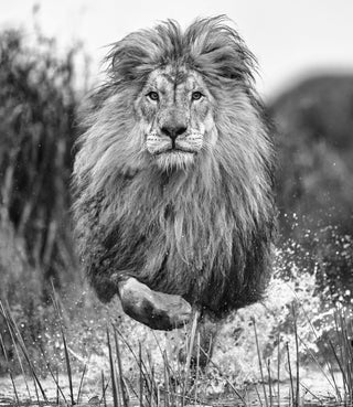 David Yarrow, Showtime, 2023 contemporary Print by the British Artist.