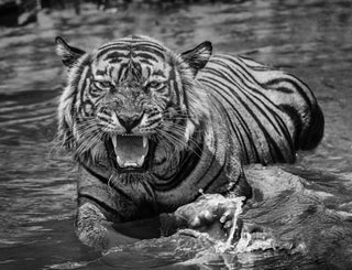 David Yarrow, Risky Business, 2018 contemporary Print by the British Artist.