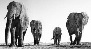David Yarrow, Boy Band, 2014 contemporary Print by the British Artist.