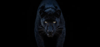 David Yarrow, Black Magic (Colour), 2025 contemporary Print by the British Artist.