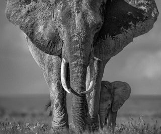 David Yarrow, The Walk of Life, 2018 contemporary Print by the British Artist.