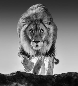 David Yarrow, Genesis, 2017 contemporary Print by the British Artist.