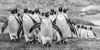 David Yarrow, Napoleon, 2018 contemporary Print by the British Artist.