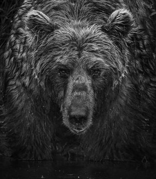 David Yarrow, Wet Wet Wet, 2023 contemporary Print by the British Artist.