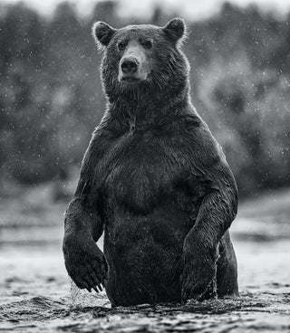 David Yarrow, Brutus, 2021 contemporary Print by the British Artist.