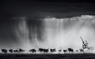 David Yarrow, Exodus, 2015 contemporary Print by the British Artist.