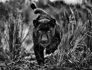 David Yarrow, Black Panther Tales, 2023 contemporary Print by the British Artist.
